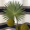 palmbreeze